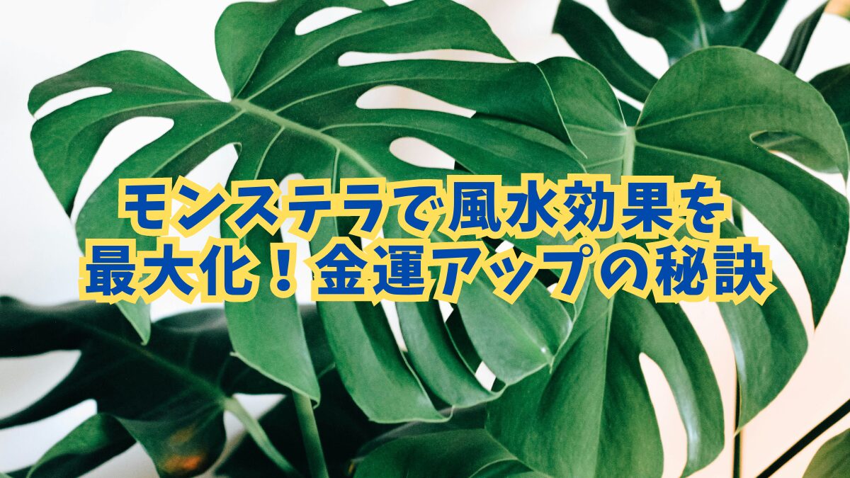 モンステラの風水効果で金運アップ